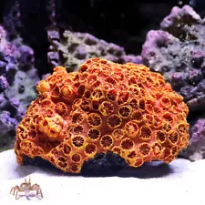 Artificial Resin Coral Reef Aquarium Fish Tank Ornaments Landscapin Home Supply