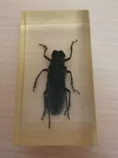 100% original exotic beetles real insects in resin (34)