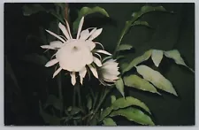 Flowers~Epiphyllum Oxypetalum~Amazing Night Blooming Cactus~Vintage Postcard