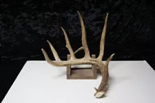 New ListingWHITETAIL DEER SHED ANTLER - SINGLE 855 - CABIN DECOR, CRAFTS, TAXIDERMY