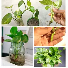 Golden Pothos Indoor/Outdoor Variegated Live Vine Giant Plant Cutting Nodes