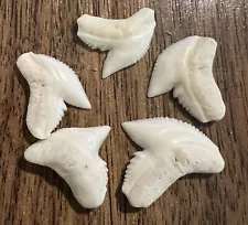 Lot of 5 Tiger Shark Tooth Teeth 3/4” Long