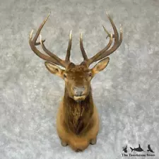 #29340 P | Rocky Mountain Elk Taxidermy Shoulder Mount For Sale