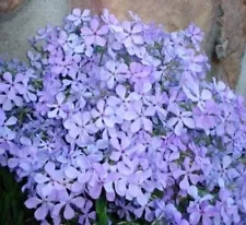 5 Medium Tall Wild Phlox Plants - Gorgeous Breath Taking Blue - Perennial