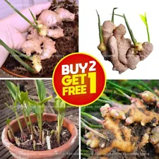 25+ Sprouted Ginger live rhizomes bulbs Ready To Plant zingiber plant Roots