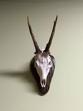 Deer horns. Antlers, taxidermy, wood, hunting trophy