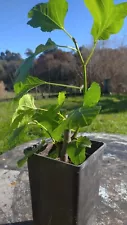 1x Live tree ROOTED WHITE MADEIRA FIG TREE rooted Figo Ficus carica