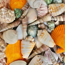 Seashells Mix Colorful Beach House Decor Diy Art Craft Sea Shells Decoration