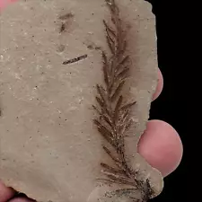 Dawn Redwood Metasequoia Plate Fossil Specimens!