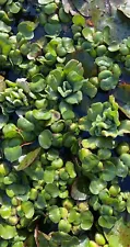 3 Lettuce PLUS 2 Hyacinth - Live Floating Pond Plant