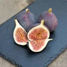 100 Fig Seeds Ficus Carica Fig Tree Organic Fruit