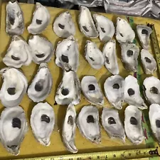 Lot of 28 Large Atlantic Oyster Shells 5 To 7 Inch Long Craft Art Collect￼