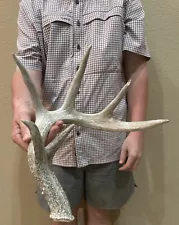 Massive 6 Point Whitetail Deer Shed Antler Horns Taxideremy Mount Man Cave Elk