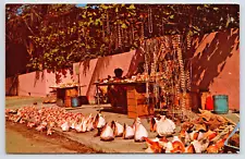 Sea Shells for Sale Florida Keys Street Vendor Huge Conch Shells Postcard