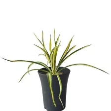 Yucca filamentosa EXOTIC SUCCULENTS FOR SALE COLLECTIBLE PLANT