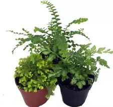 Mini Ferns for Terrariums/Fairy Garden - 3 Different Plants-2" Pots