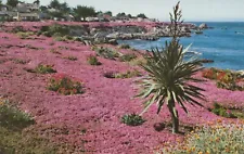 Postcard Ice Plant Mesembryanthemum Lovers Point Pacific Cove California