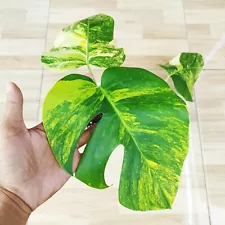 Monstera Marmorata Aurea Yellow Variegated With 3 Leaves ~ Free Phytosanitary!