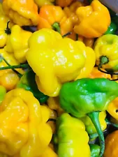 scotch bonnet peppers for sale