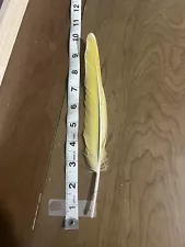 Red Fronted Macaw Parrot Yellow Rare Flight Feather 9-10” Genetic Abnormality