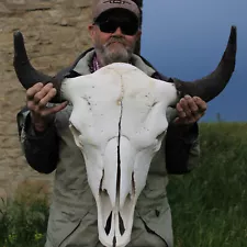 Buffalo Bison Head Skull Horns