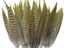 Beautiful Ringneck Pheasant Tail Feathers for Native American Crafts & Costumes