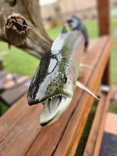 Replica Mount Rainbow Trout Alaskan Trout TAXIDERMY TAXIDERMIST DRIFT WOOD