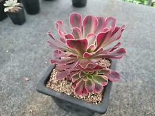 medusa succulent for sale