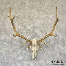 #28287 E | Rocky Mountain Elk Skull European Taxidermy Mount For Sale