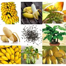 banana tree plant for sale