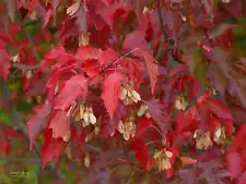 Acer tataricum ginnala - Amur maple, Amur Flame Acer Great for Bonsai - 10 Seeds