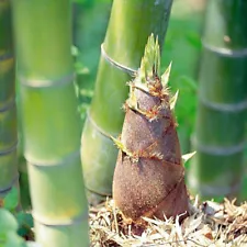 100PSC Giant Moso Bamboo Seeds Perennial evergreen Grows Edible Bamboo shoots