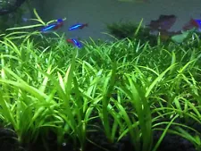 live plants for sale aquarium