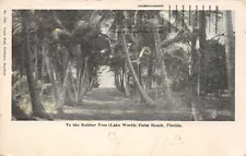 To the Rubber Tree Lake Worth Palm Beach Florida 1906 undivided back