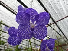 3 Vanda Coerulea Orchid plant Rare species + PHYTO certificate