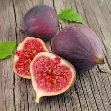 Organic Fruit 100 Fig Seeds Ficus Carica Fig Tree