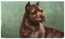 VINTAGE EARLY NORWICH-TERRIER DOG POSTCARD*C2