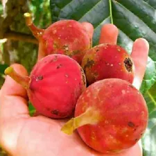 100 Red Fig Seeds Ficus habrophylla Fig Tree Caledonia Fig Organic Fruit