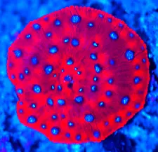 CORALS OF EDEN ~ Superman Disco Mushroom Frag ~ Live Coral for Sale LPS