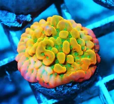 Jason Fox Beach Bum Montipora Zoanthids Paly Zoa SPS LPS Corals, WYSIWYG