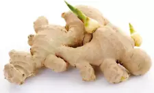 10 Live Sprouted Rhizomes of Heirloom Peruvian Ginger (Zingiber Officinale) for