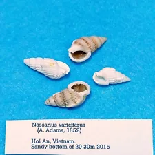 Nassarius variciferus　23-18mm　Nassa Mud Snails　Sea shells