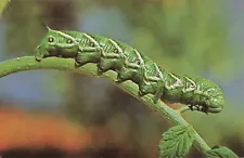 Postcard Hornworm Sevin Insecticide Card