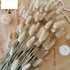 Bunny Rabbit Tail Grass Natural Dried Flowers Bouquet Wedding Decoration Pampas