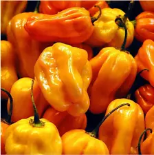 COMBO 10 - Hot Habanero Pepper Plant - Very, Very Hot! - 2.5" Pot FREE SHIPPING