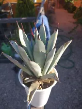 5.5 Inch Agave macroacantha Blue