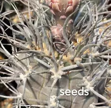 New ListingSep Big Sale Rare Succulent Live Plant Gymnocalycium hossei Cactus Seeds 50PCS