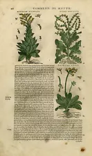 Antique Print-Botany-Bouillon plant-Primrose-Mattioli-p. 610-Anonymous-1572