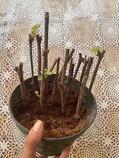 Fresh Cuttings Ruby Roman Grape 20+ (Vitis Vinivera)