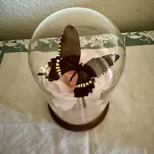 The Grass Roots Co Butterfly On Rose Display In Glass Dome